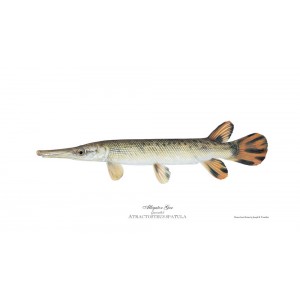 Alligator Gar Alligator Gar