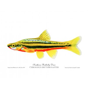 Southern Redbelly Dace Southern Redbelly Dace