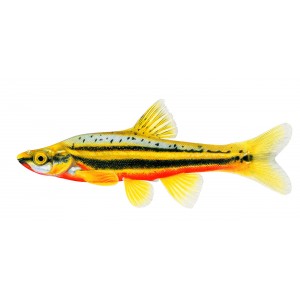 Southern Redbelly Dace Southern Redbelly Dace