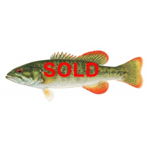 Chattahoochee Bass, Micropterus sp. Chattahoochee Bass, Micropterus sp.