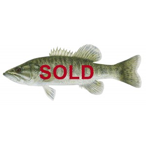 Guadalupe bass, Micropterus treculii Guadalupe bass, Micropterus treculii