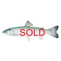 Golden Rainbow Trout (Palomino)