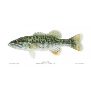 Altamaha bass Altamaha bass