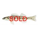 Speckled studfish, Fundulus rathbuni