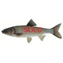 Sacramento pikeminnow, Ptychocheilus grandis