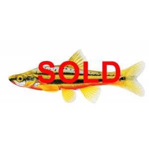 Southern Redbelly Dace