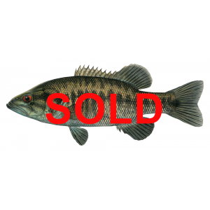 Suwanee bass, Micropterus notius