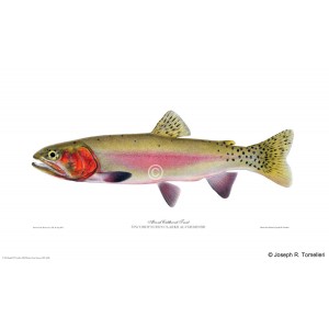 Alvord cutthroat trout Alvord cutthroat trout