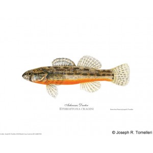 Arkansas Darter, male