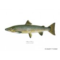 Landlocked Atlantic Salmon Landlocked Atlantic Salmon