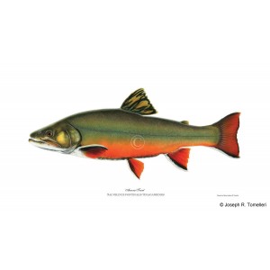 Aurora trout, male