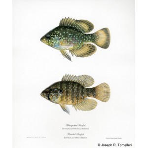 Banded and Bluespotted Sunfishes Banded and Bluespotted Sunfishes