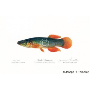 Banded Topminnow Banded Topminnow