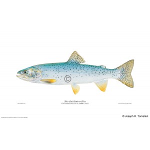 Bear Lake cutthroat trout (Bonneville cutthroat) Bear Lake cutthroat trout (Bonneville cutthroat)