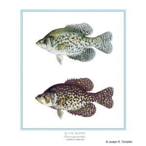 Black Crappie Black Crappie