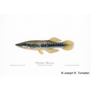 Blackstripe Topminnow Blackstripe Topminnow