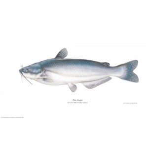 Blue Catfish Blue Catfish