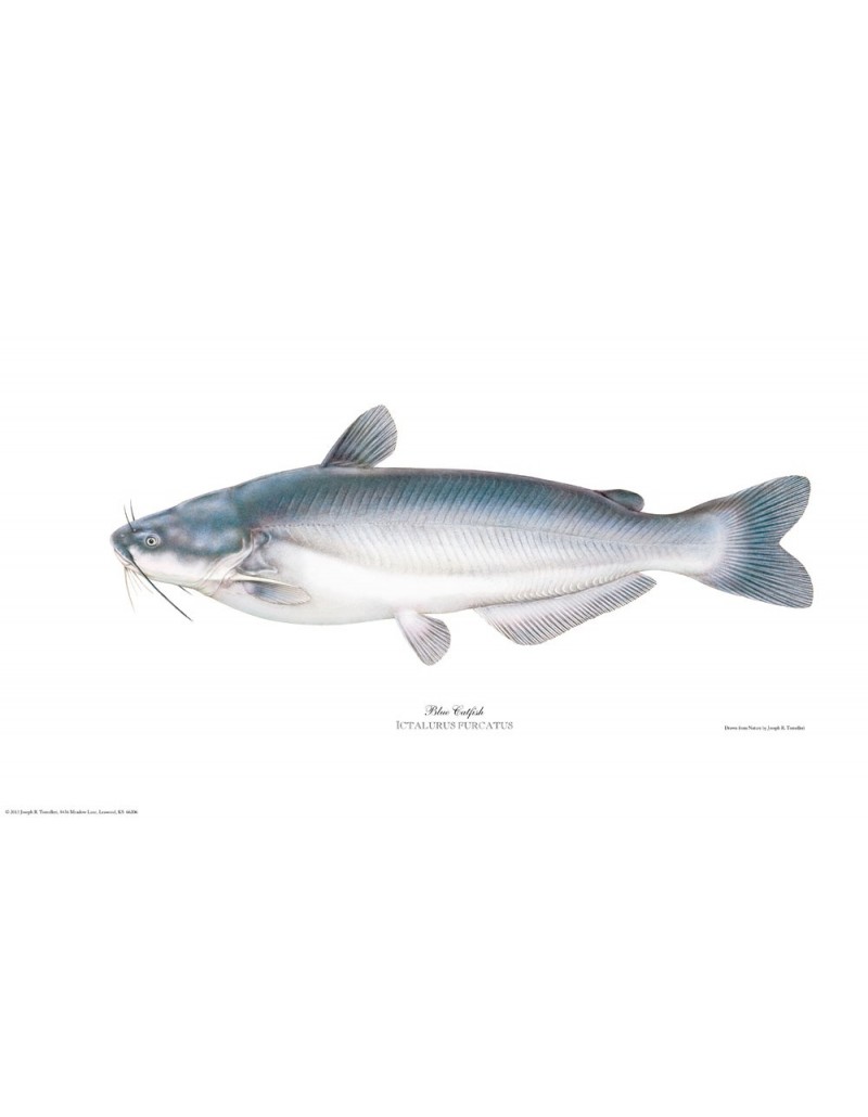 Blue Catfish