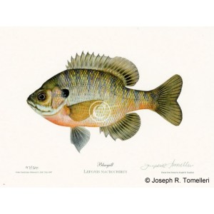 Bluegill Bluegill