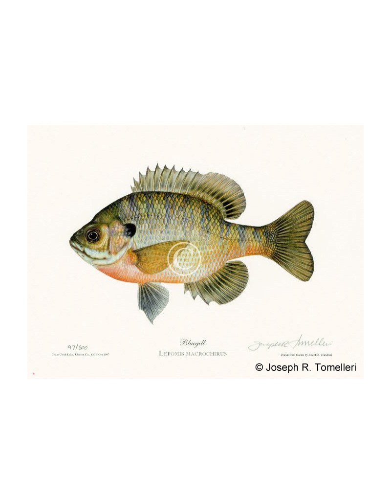 https://www.americanfishes.com/48-technology_large_default/bluegill.jpg