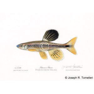 Bluenose Shiner Bluenose Shiner