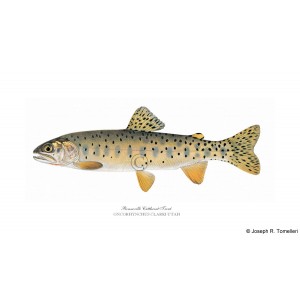 Bonneville cutthroat trout Bonneville cutthroat trout