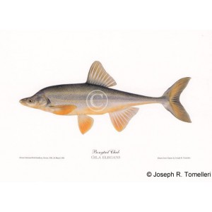 Bonytail Chub Bonytail Chub