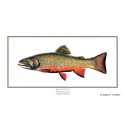 Brook Trout Brook Trout