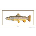 Brown Trout Brown Trout