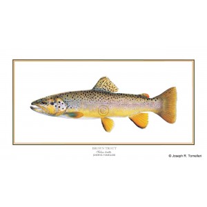 Rainbow Trout Joseph Tomelleri Fly Fishing Litho Art Print Poster 20x11 