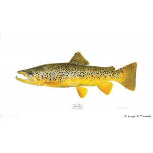 Brown trout, spawning male Brown trout, spawning male