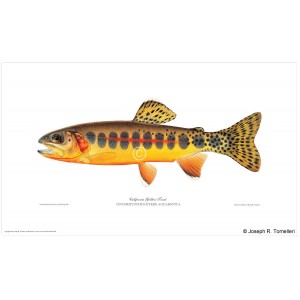California golden trout California golden trout