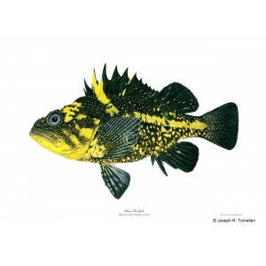 China rockfish China rockfish