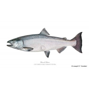 Chinook Salmon Chinook Salmon