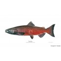 Chum salmon, male Chum salmon, male