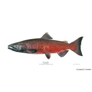 Chinook salmon, male Chinook salmon, male