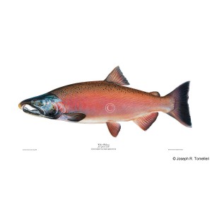 Coho salmon, male Coho salmon, male