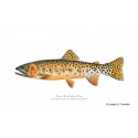 Volcano Creek Golden Trout Volcano Creek Golden Trout