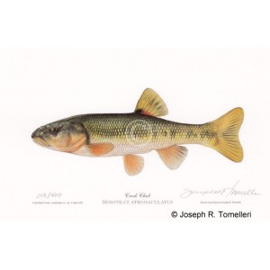 Creek Chub Creek Chub