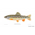Bear Lake cutthroat trout (Bonneville cutthroat) Bear Lake cutthroat trout (Bonneville cutthroat)