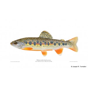 Culiacán Mexican golden trout