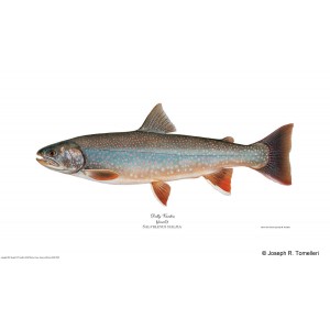 Dolly  Varden trout, female