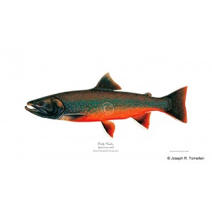 Dolly Varden Trout, male