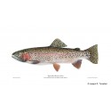 Landlocked Atlantic Salmon Landlocked Atlantic Salmon