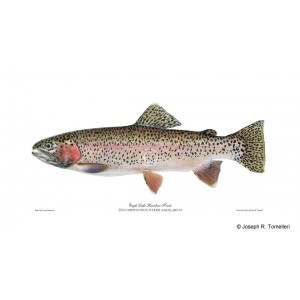 Eagle Lake Rainbow Trout