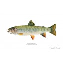 Chinook Salmon Chinook Salmon