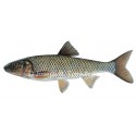 Sacramento pikeminnow, Ptychocheilus grandis