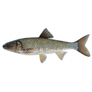Fallfish, Semotilus corporalis Fallfish, Semotilus corporalis