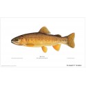 Bonneville cutthroat trout Bonneville cutthroat trout