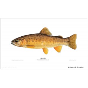 Gila trout